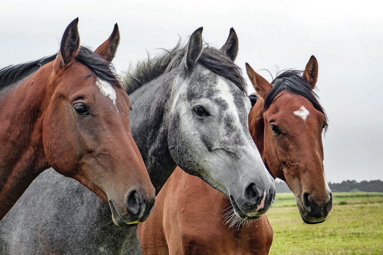3 horses