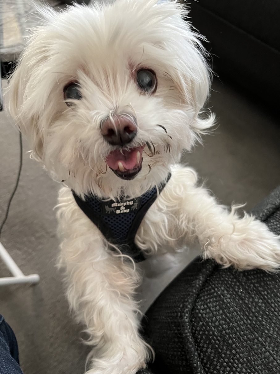 white dog