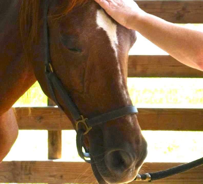 Karen Hall with brown horse